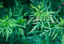 Dolaze lakši dani za alergične na polen