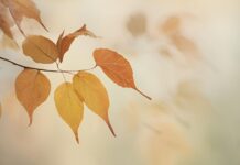 Jesen počinje u ponedeljak u 20:19 časova