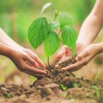 Padinska Skela dobija novi zeleni pojas