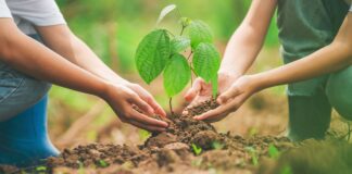 Padinska Skela dobija novi zeleni pojas