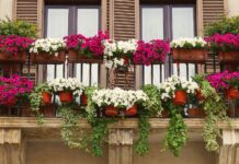 Palilula bira najlepše balkone, dvorišta i zelene površine