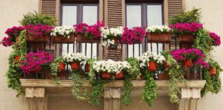 Palilula bira najlepše balkone, dvorišta i zelene površine