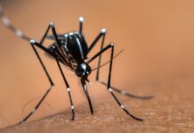 U Srbiji 11 slučajeva groznice Zapadnog Nila, najviše u Vojvodini